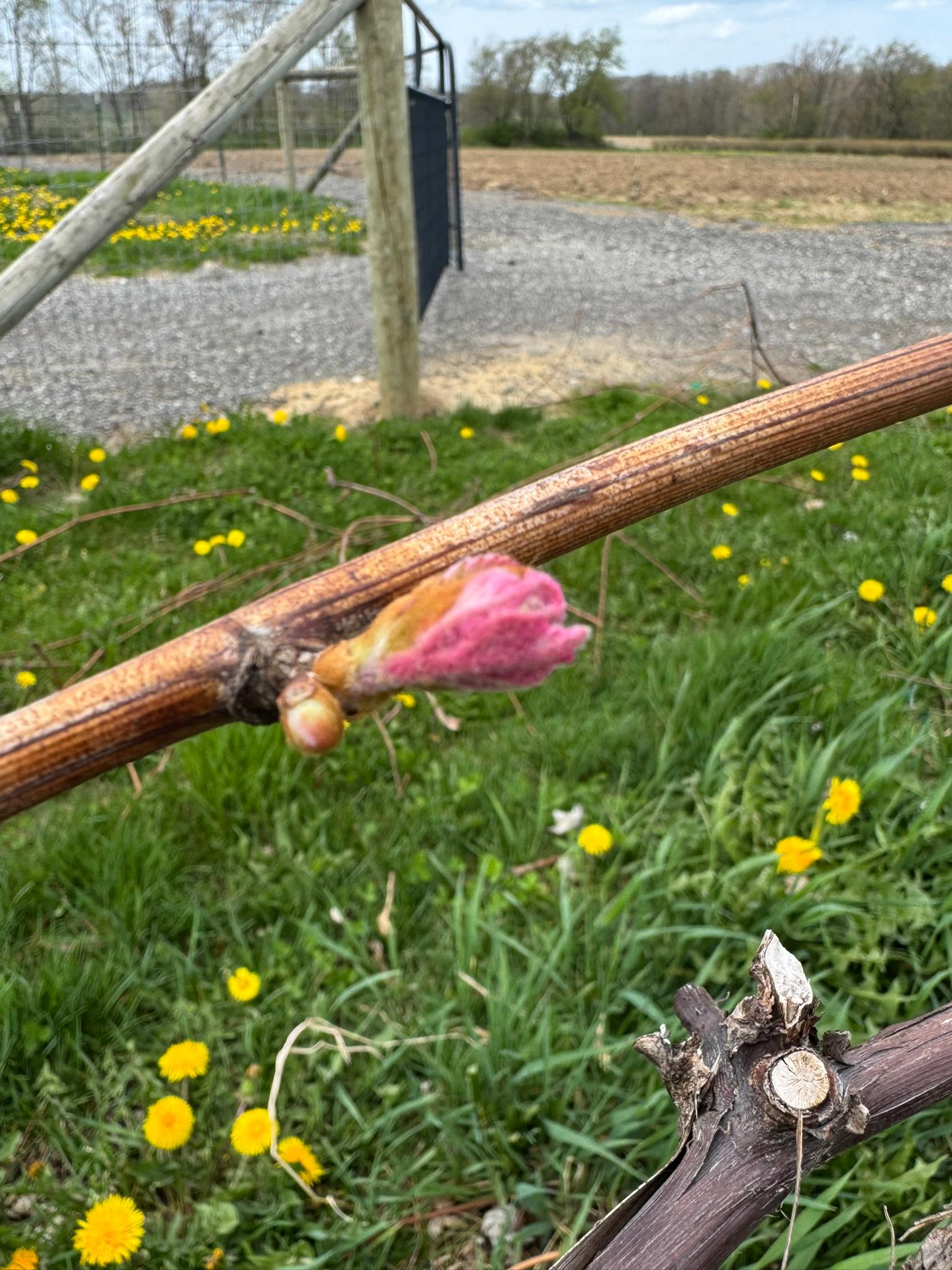 Grape_Niagara_Spicers_April29_2025 - Copy (2).JPEG